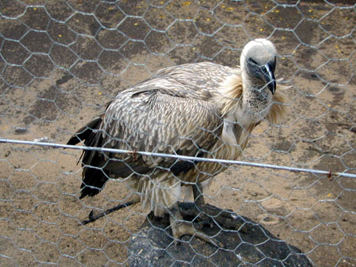 sp-17